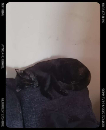 Tortoishell 2 year old girl