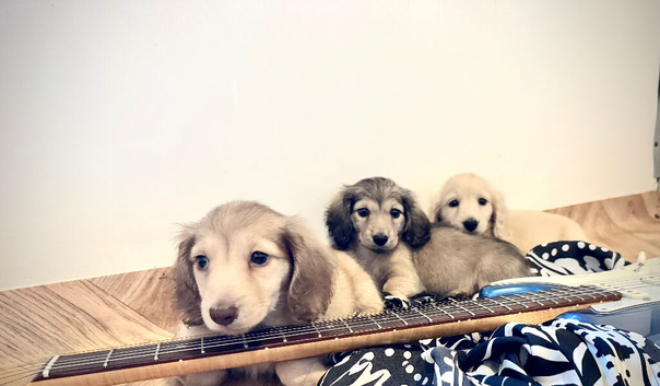 English cream miniature dachshunds