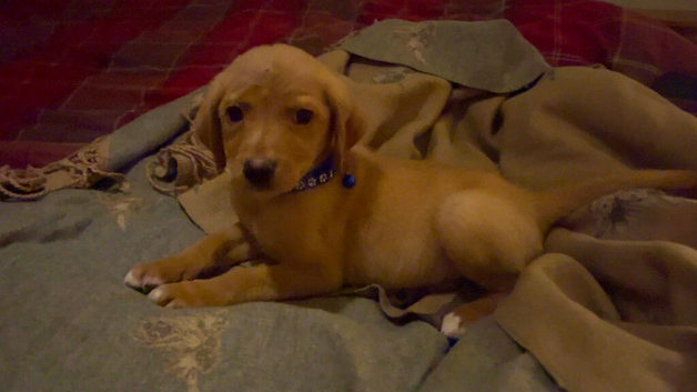 Kc reg fox red labs