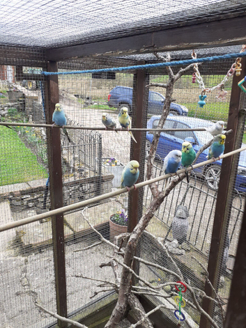 Budgies, canaries, finches to pre order