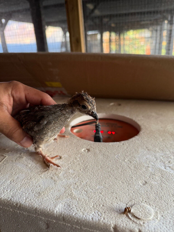 Barbary Partridge