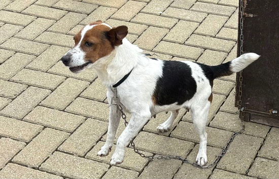 Jack Russell Puppy