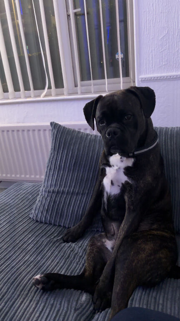 Boxer dog