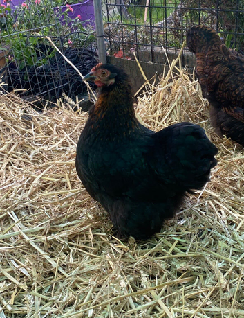 Black POL pekin hens