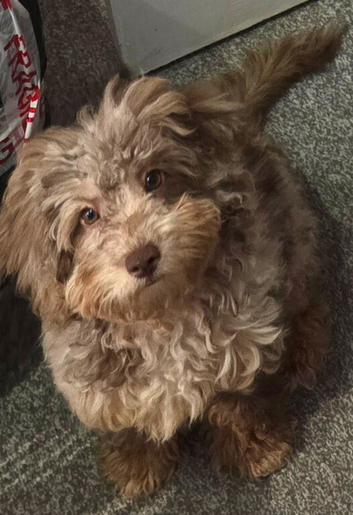 Male cavapoo dapple colour 14 weeks