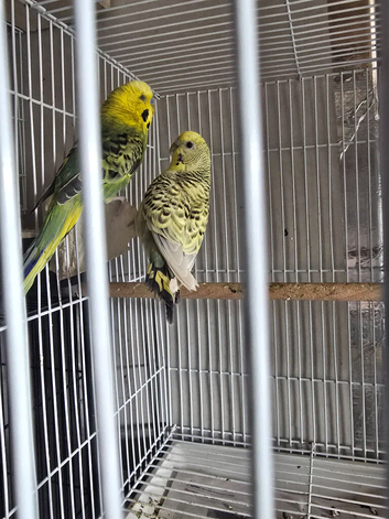 Budgies