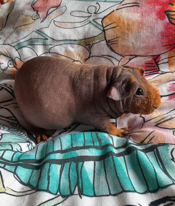 Skinny pig  females available.