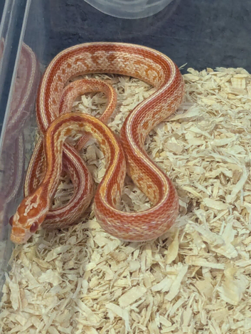 Baby amel tessera