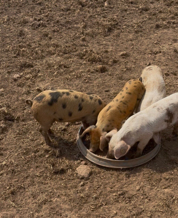 GOS/Landrace X OSB weaners