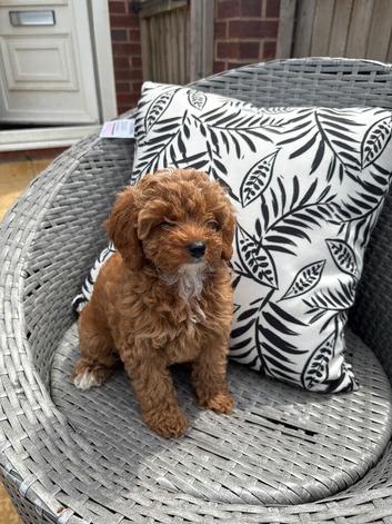 Tiny Toy Cavapoo Girl &ndash; DNA Health Tested Parents
