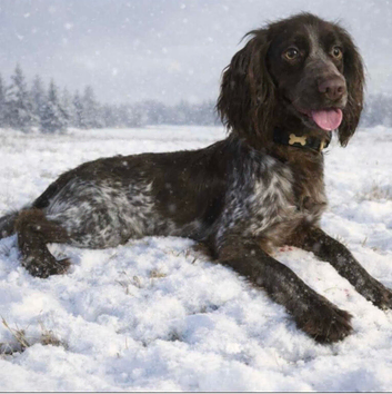 2 year old cocker spaniel