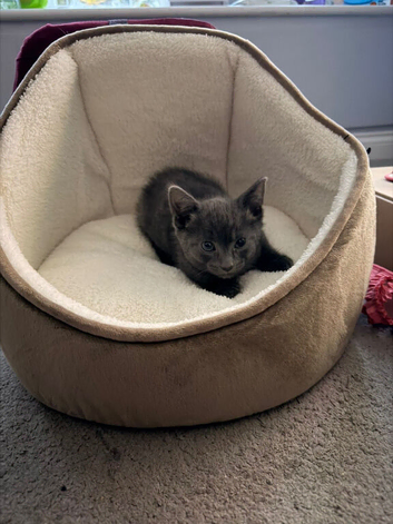 Kitten for sale