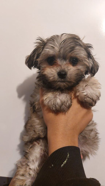Maltese