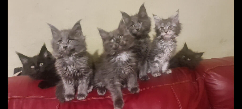 Maine coon kittens registered with GCCF