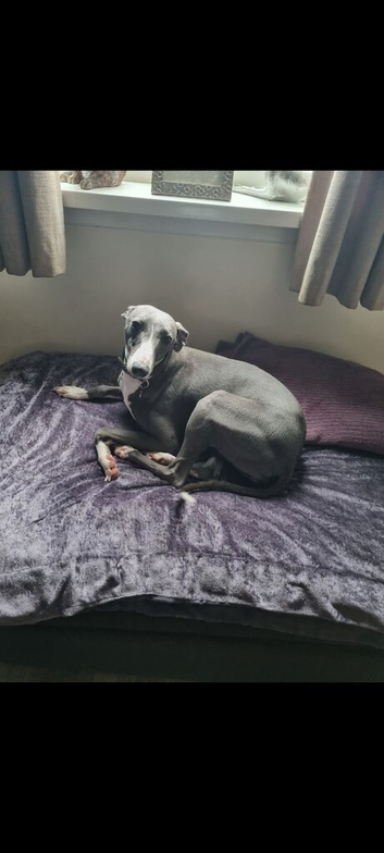 Female Blue Whippet