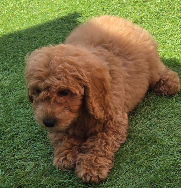 Maltipoo & Cockapoo