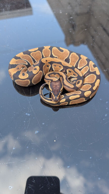 Royal python hatchlings