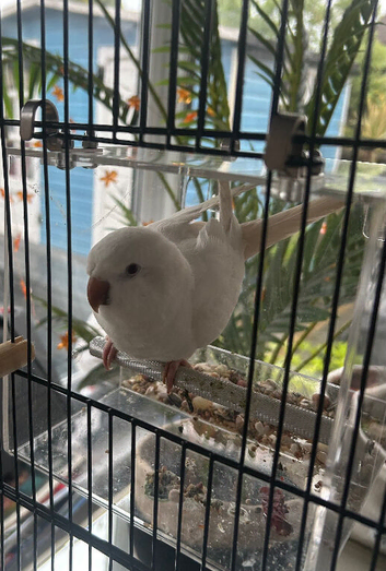 Beautiful Quaker for sale