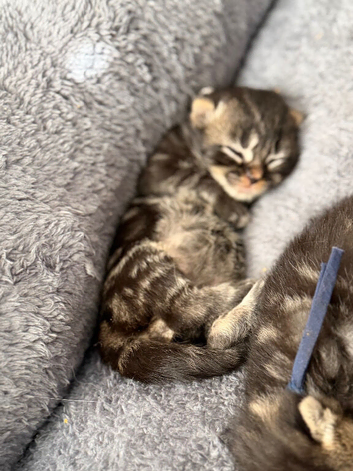 Beautiful kittens