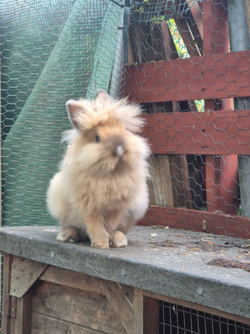 Double Mane Lionhead Bunnies