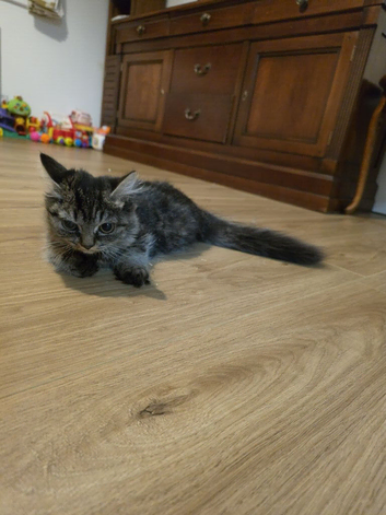 14 week kitten for adoption