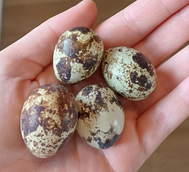 Coturnix quail hatching eggs