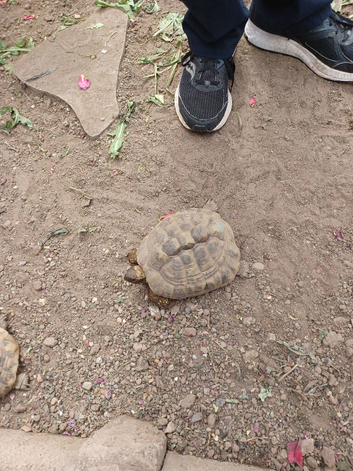 2 Female Hermann's Tortoise