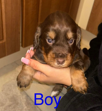 Cocker spaniel puppies
