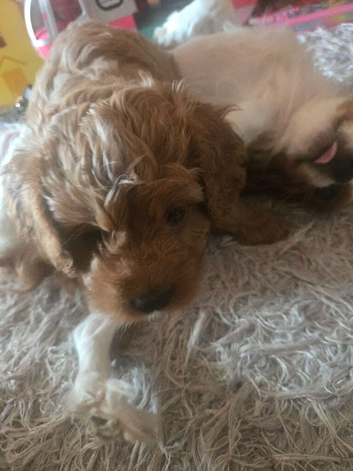 Cavapoo puppies for sale