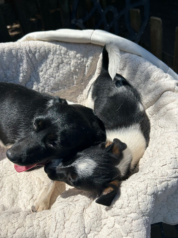 Jack Russel