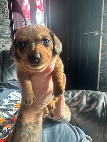 Dachshund pup