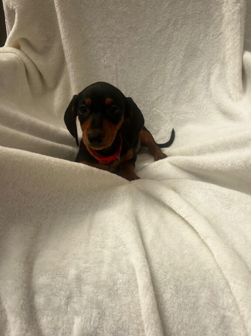 Dachshund puppies