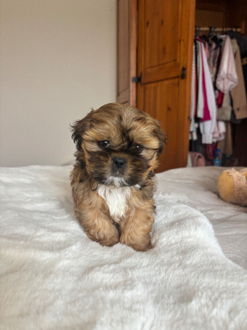 Two beautiful Shih Tzu puppies for sale