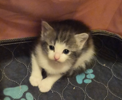 Beautiful kittens one girl left