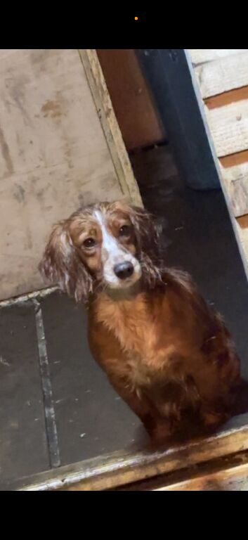 Working cocker spaniel