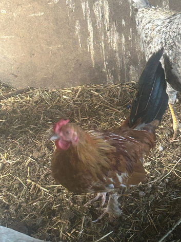 Small bantam cock birds