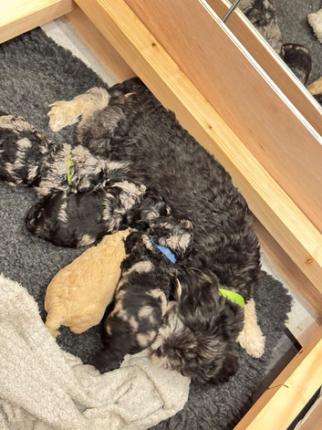 Beautiful Cavapoo puppies 3 Blue Merle and 1 Cream/Honey Ready to leave on 27th November
