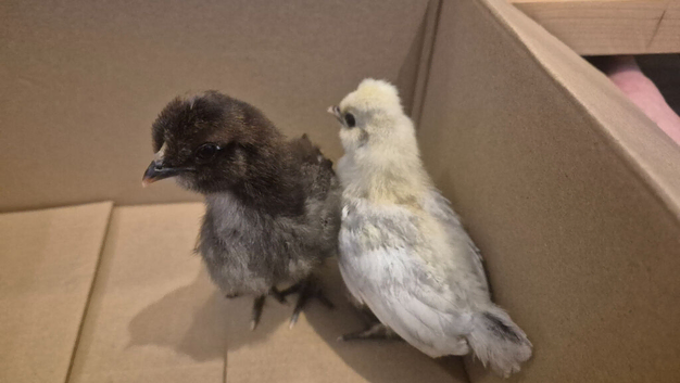 Polskie chicks (polish cross silkie)