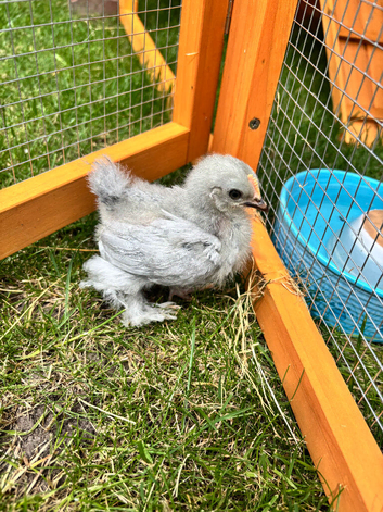 Pekin bantam roosters &pound;5 each