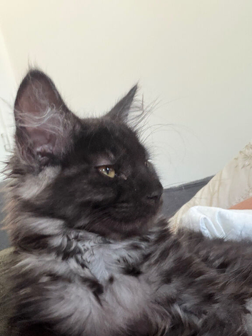Half Maine coon half ragdoll