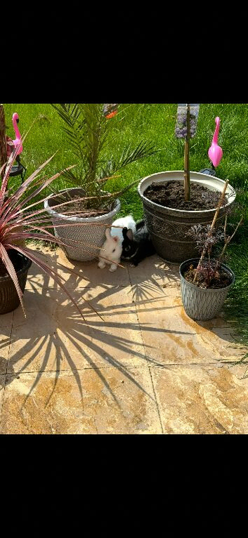 Netherland Dwarf Bucks For Sale