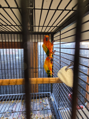 Red sun conure and sun conure