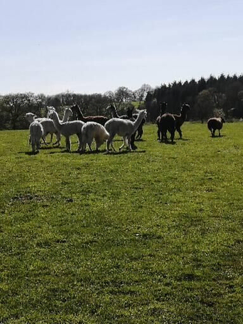 3 female alpacas