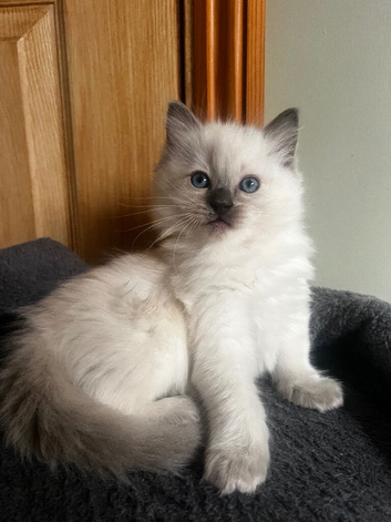 Beautiful Ragdoll Kittens Looking for Their Forever Homes