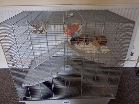 Pet rats
