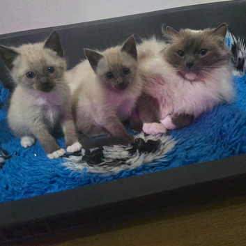 Colour Point Kittens