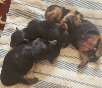 4 beautiful little puppys