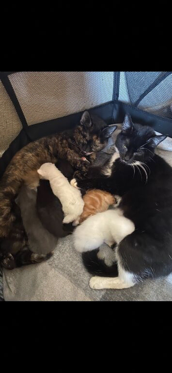7 beautiful kittens - ready 16th June.