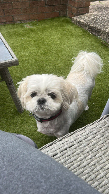 Little 6 Yr old shih tzu