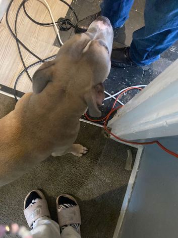 Zeus the American bulldog